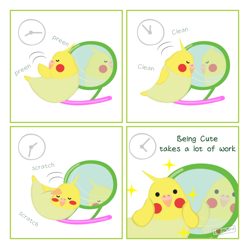 cute cockatiel comic clean and preen