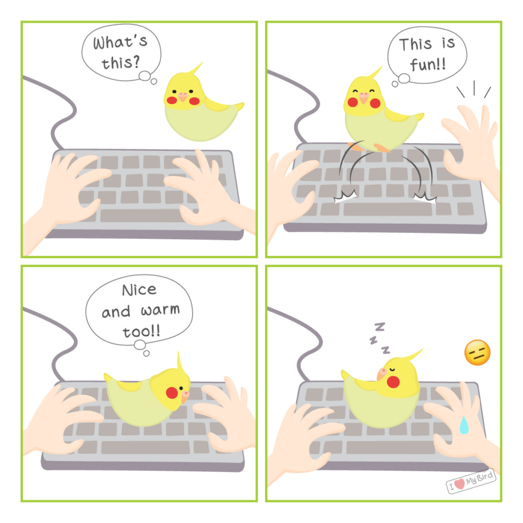 A comic of a cockatiel sleeping on a keyboard.