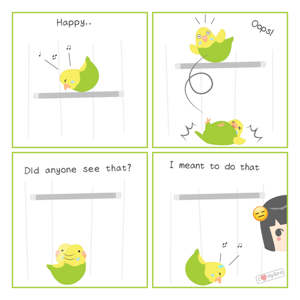 A comic of budgie parrot falling down.